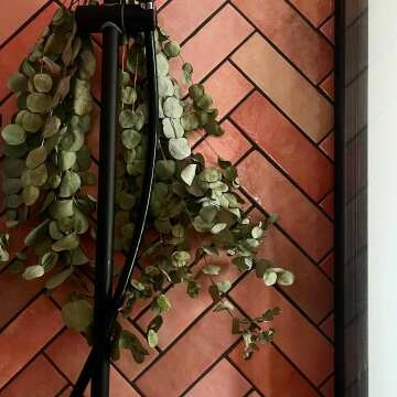 Artesano Rose Mallow Wall Tiles