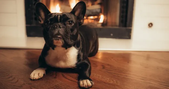What is the Best Flooring for Homes with Pets?
