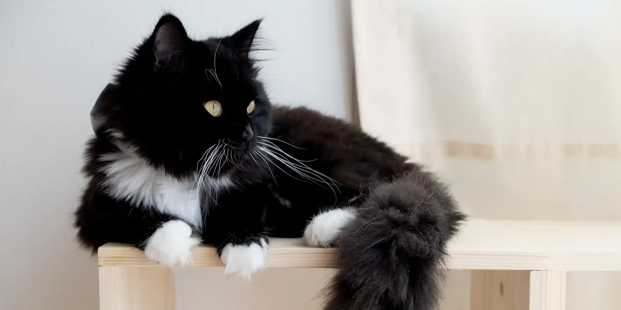 National Pet Month: Five Tips For Keeping Your Pet Calm During DIY