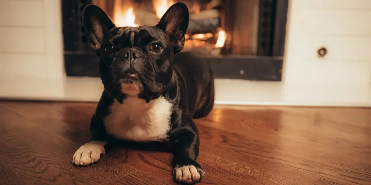 What is the Best Flooring for Homes with Pets?