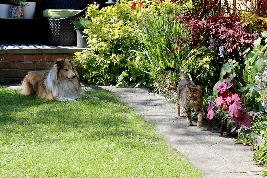 dog and cat in garden with ornamental planting
